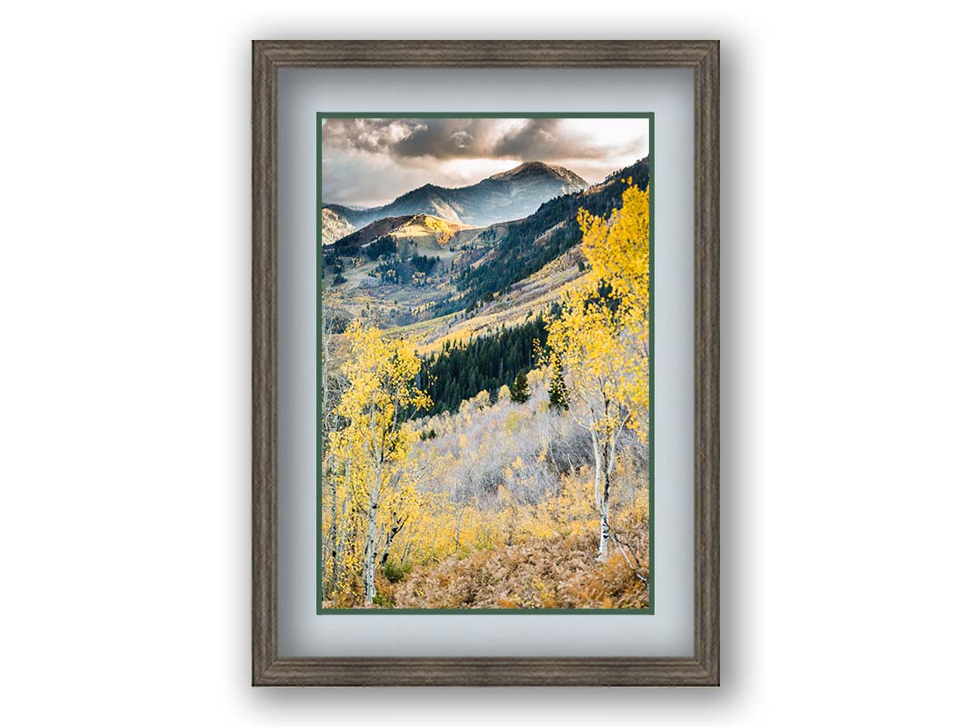 Photo of a mountainous forest, with dark evergreens and yellow birches. Printed on paper, matted, and framed.