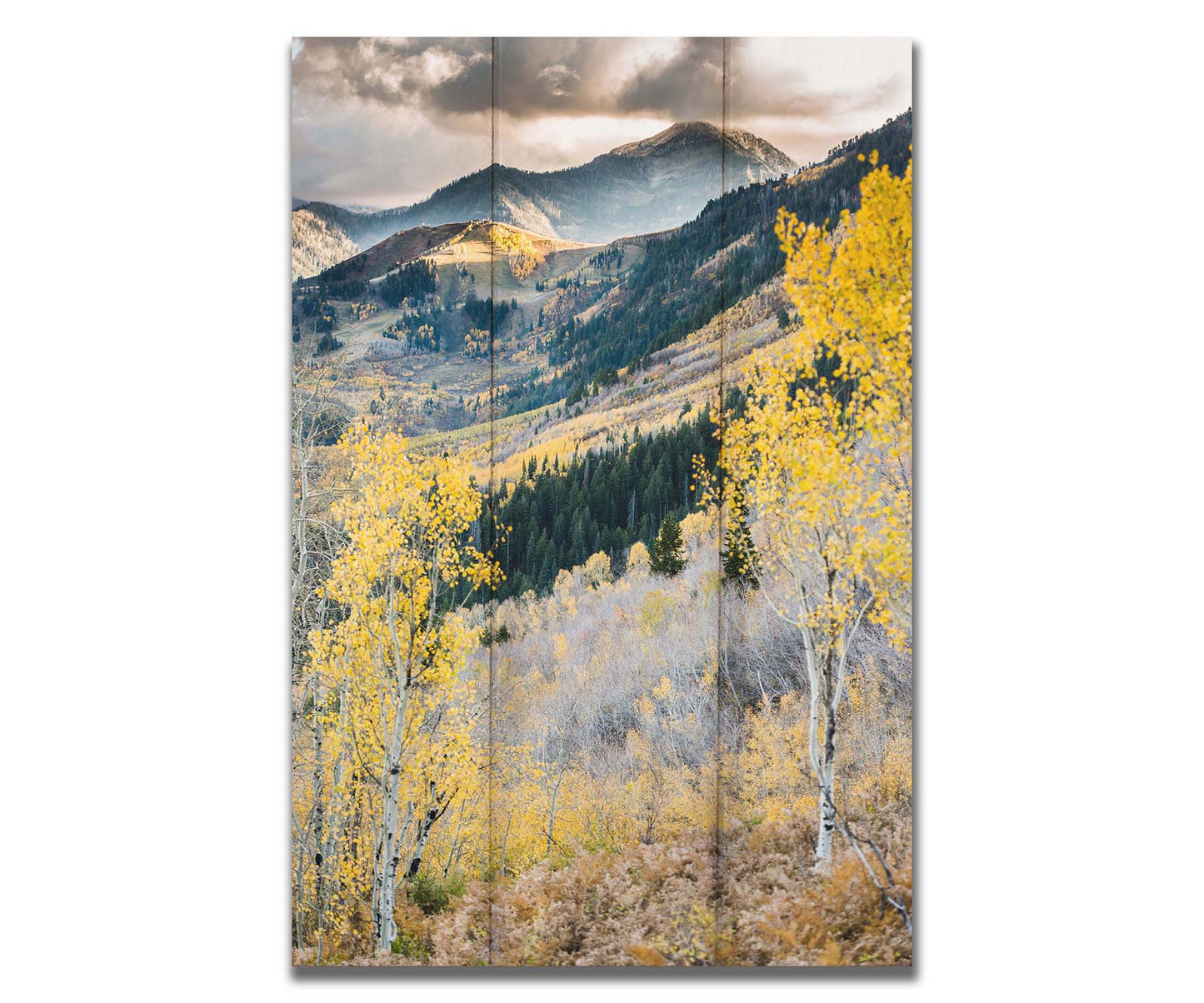 Photo of a mountainous forest, with dark evergreens and yellow birches. Printed on a box board.