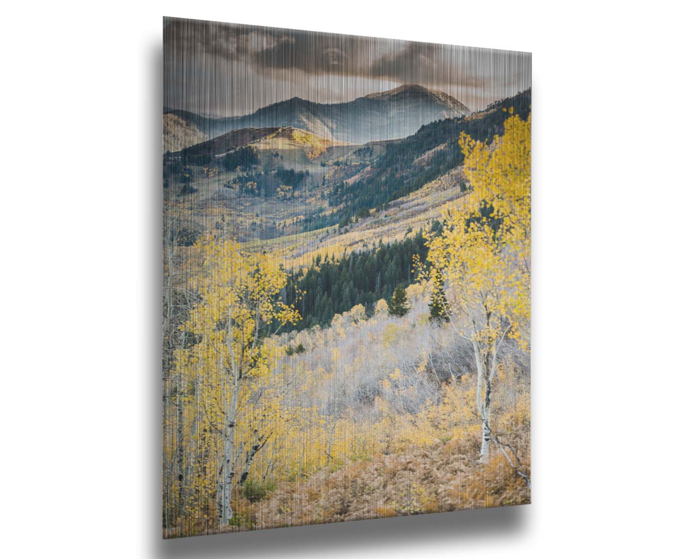 Photo of a mountainous forest, with dark evergreens and yellow birches. Prnited on metal.