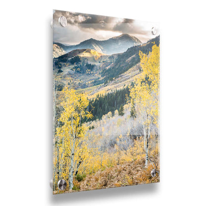 Photo of a mountainous forest, with dark evergreens and yellow birches. Printed on acrylic.