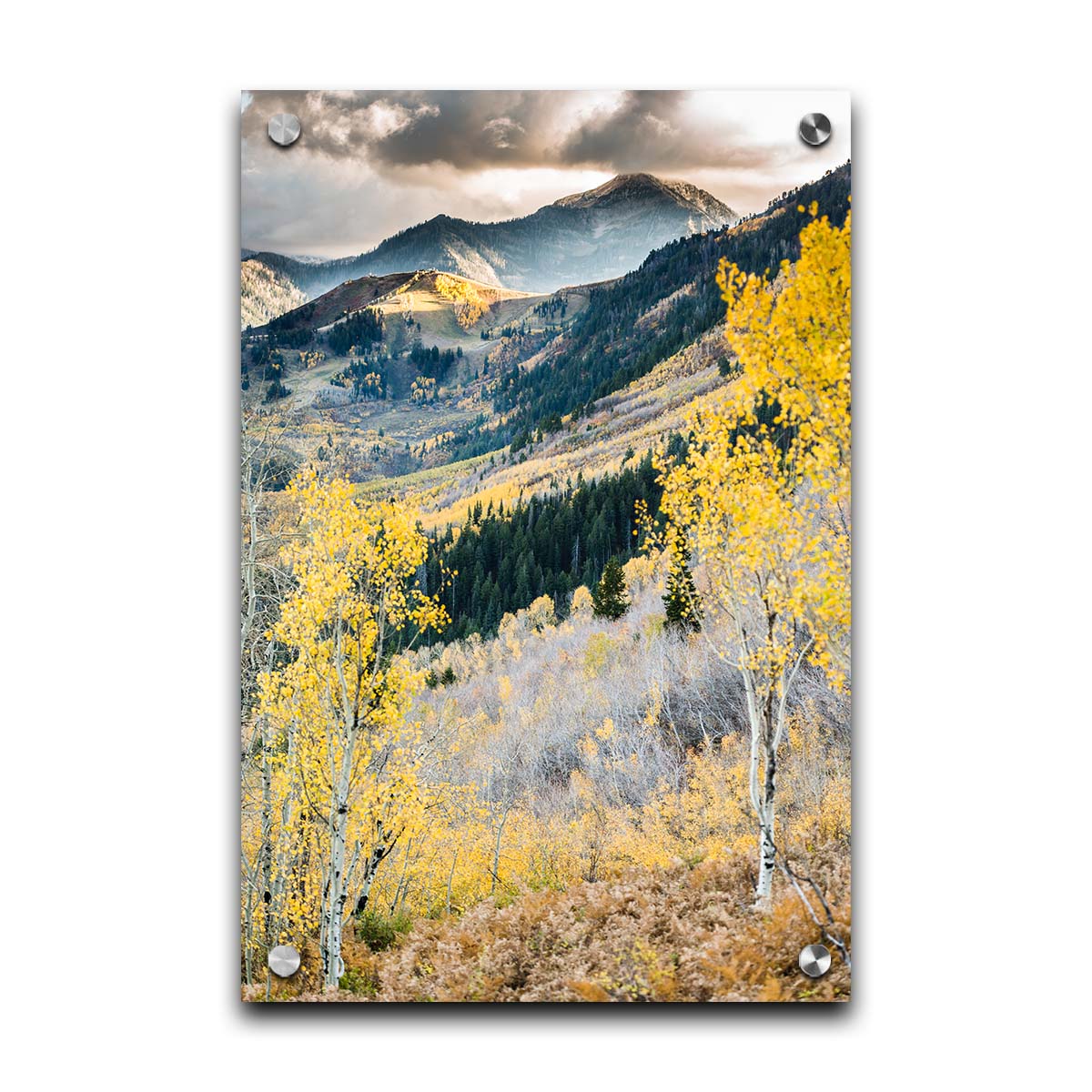 Photo of a mountainous forest, with dark evergreens and yellow birches. Printed on acrylic.