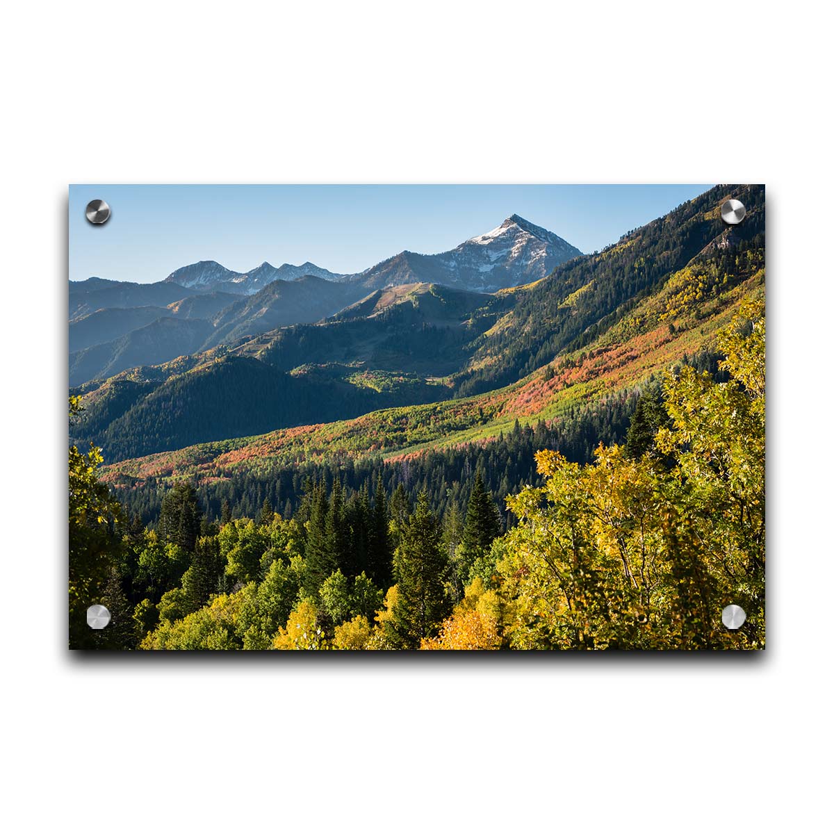 A photo overlooking the Aspen Grove and Cascade Mountain from Sundance Resort in Utah. The trees of Aspen Grove are a mix of deep evergreens and yellow fall aspens. The snow-dusted Cascade Mountain sits in the back, toned blue by atmospheric perspective. Printed on acrylic.