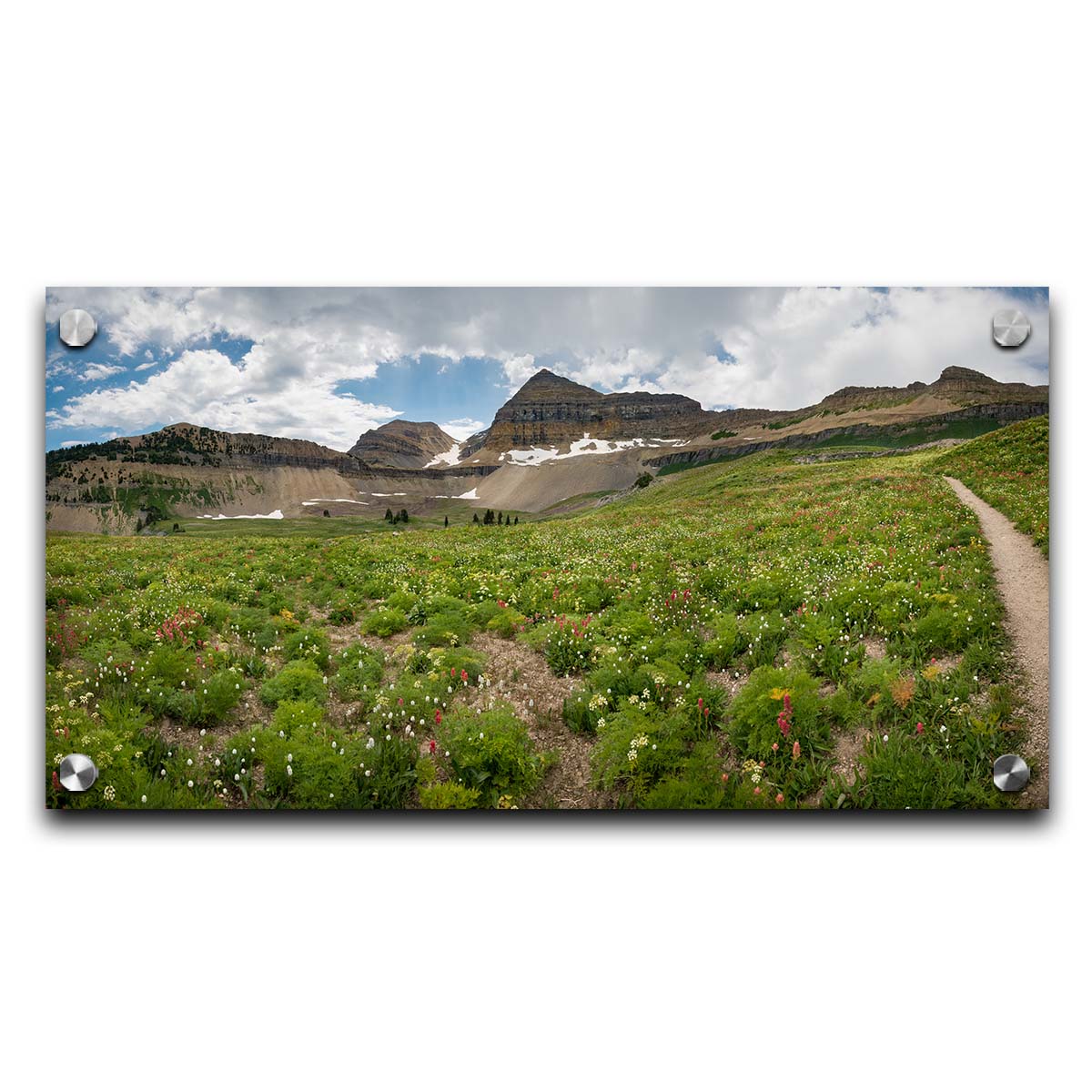 A photograph of the trails thorugh the mountains of Timpanogos, through fields of wildflowers in white, yellow, and red. Printed on acrylic.