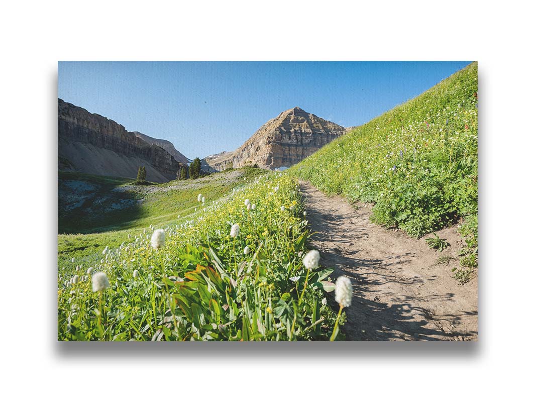 A photo of a hiking trail through hills and fields at Mt Timpanogos  in Utah. White plants bloom along the trail. Printed on canvas.