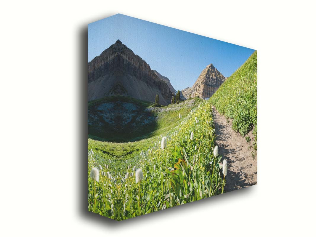 A photo of a hiking trail through hills and fields at Mt Timpanogos  in Utah. White plants bloom along the trail. Printed on canvas.