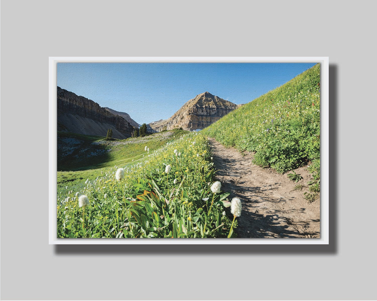 A photo of a hiking trail through hills and fields at Mt Timpanogos  in Utah. White plants bloom along the trail. Printed on canvas in a float frame.