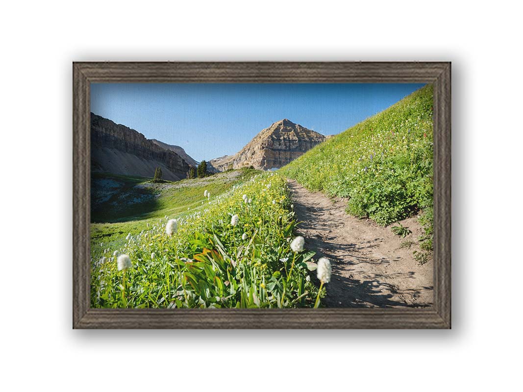 A photo of a hiking trail through hills and fields at Mt Timpanogos  in Utah. White plants bloom along the trail. Printed on canvas and framed.