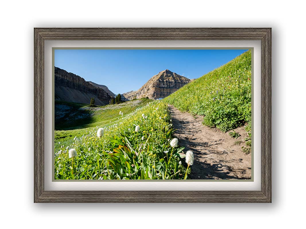 A photo of a hiking trail through hills and fields at Mt Timpanogos  in Utah. White plants bloom along the trail.Printed on paper, matted, and framed.