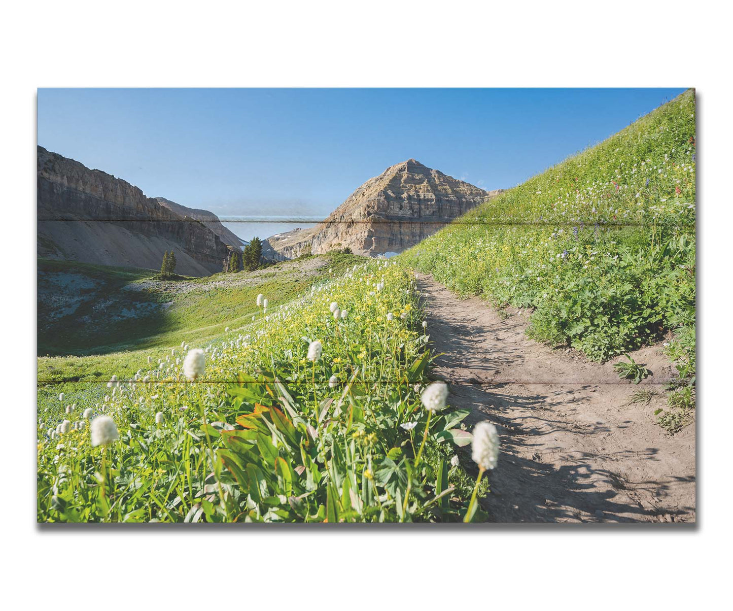 A photo of a hiking trail through hills and fields at Mt Timpanogos  in Utah. White plants bloom along the trail. Printed on a box board.