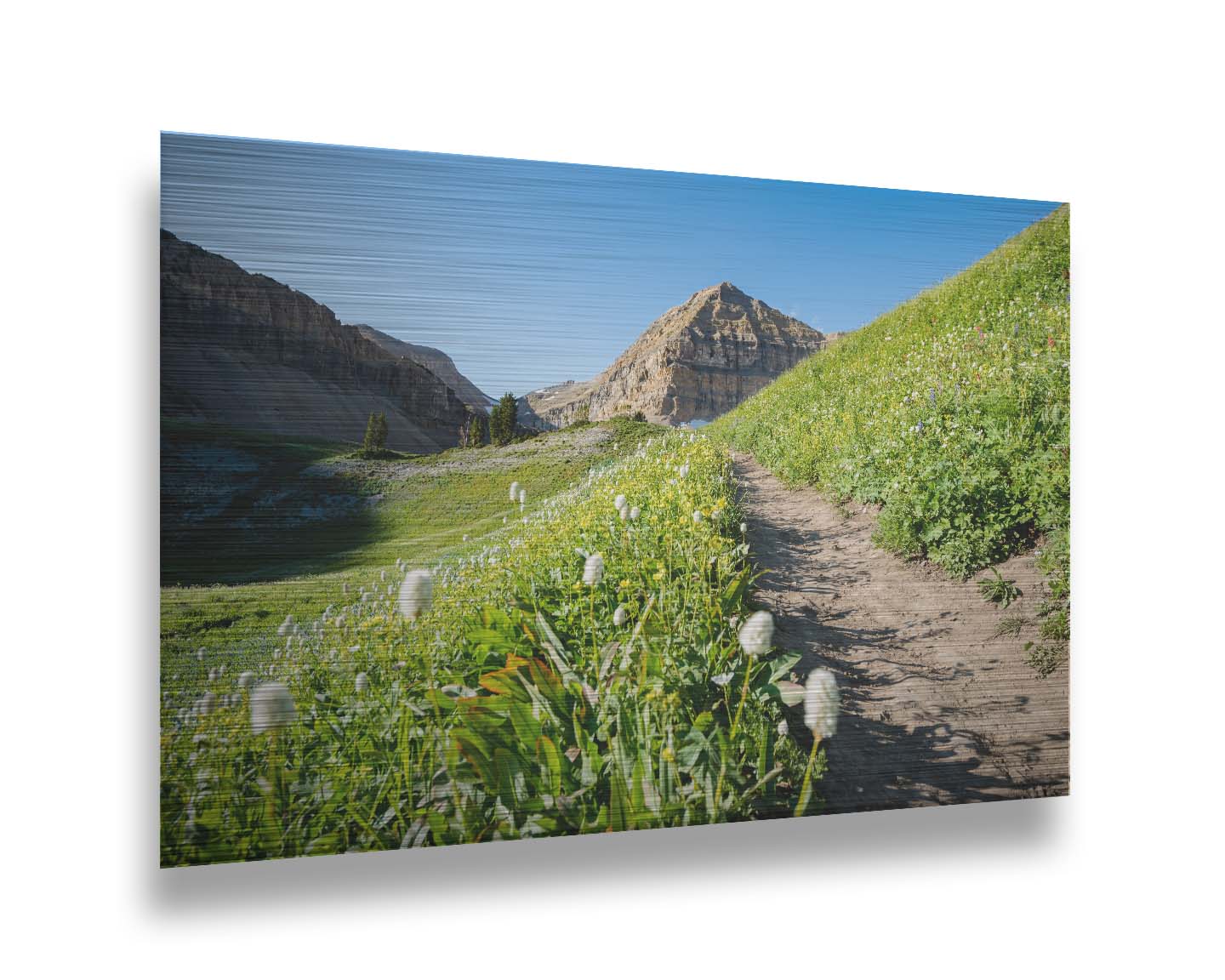 A photo of a hiking trail through hills and fields at Mt Timpanogos  in Utah. White plants bloom along the trail. Printed on metal.