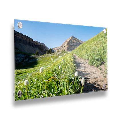 A photo of a hiking trail through hills and fields at Mt Timpanogos  in Utah. White plants bloom along the trail. Printed on acrylic.