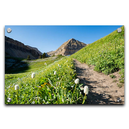 A photo of a hiking trail through hills and fields at Mt Timpanogos  in Utah. White plants bloom along the trail. Printed on acrylic.