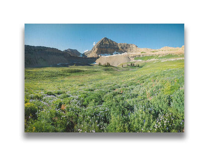 A photo of the fields through the basiuns at Mt Timpanogos. White and yellow flowers bloom all around. Printed on canvas.