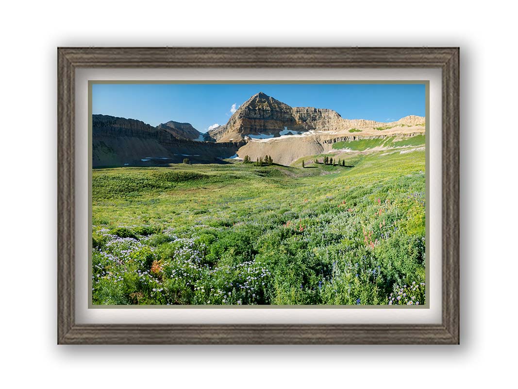 A photo of the fields through the basiuns at Mt Timpanogos. White and yellow flowers bloom all around. Printed on paper, matted, and framed.