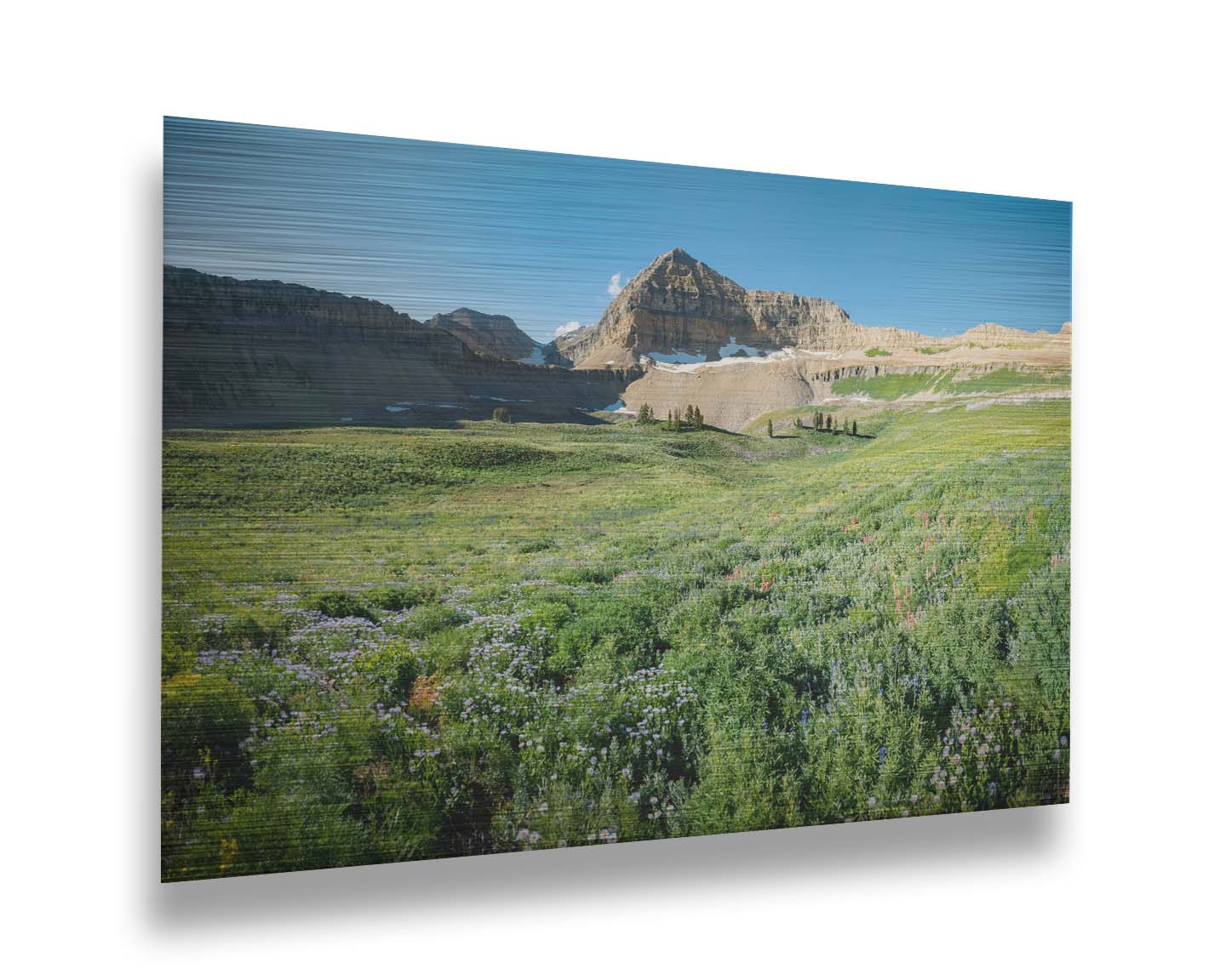 A photo of the fields through the basiuns at Mt Timpanogos. White and yellow flowers bloom all around. Printed on metal.