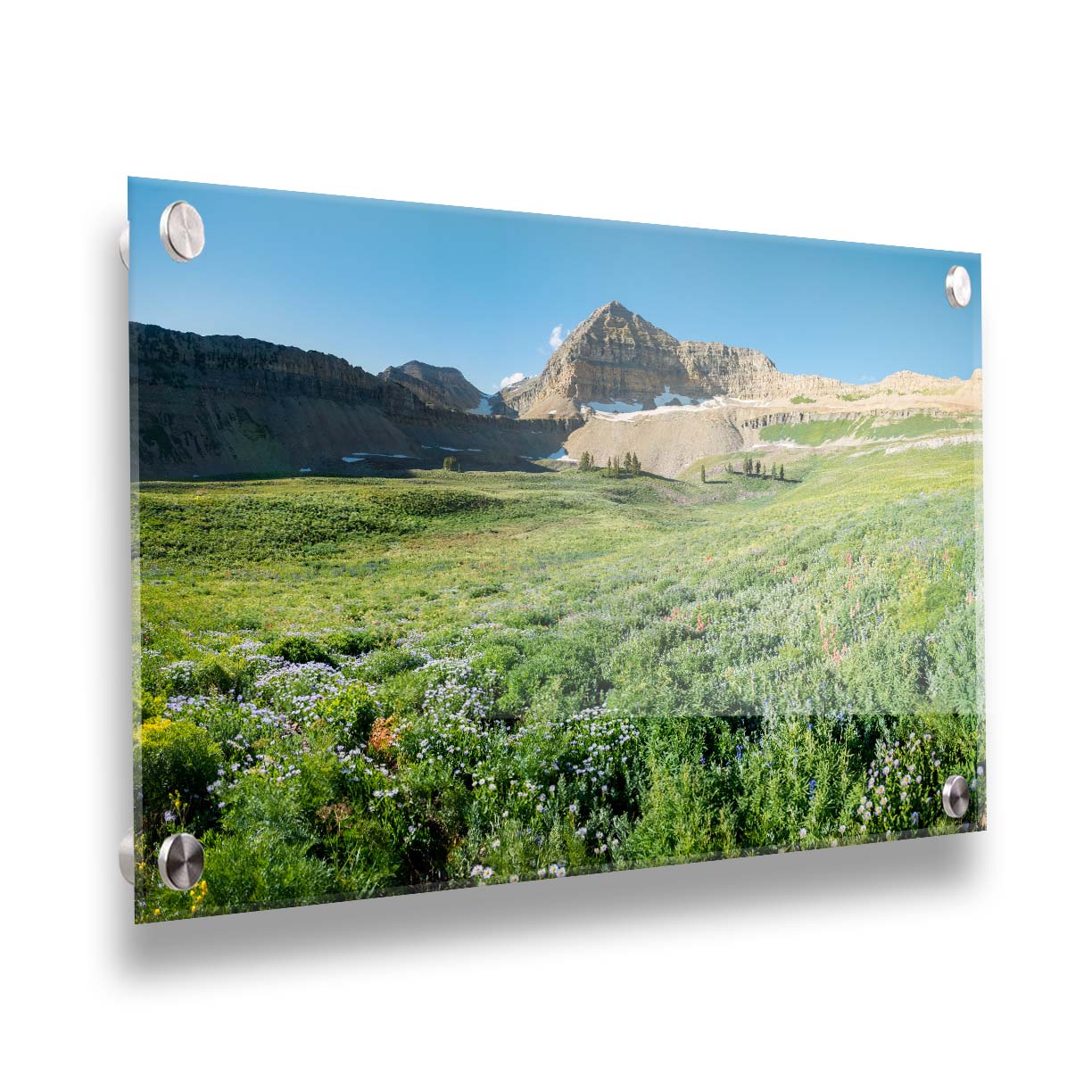 A photo of the fields through the basiuns at Mt Timpanogos. White and yellow flowers bloom all around. Prnted on avtyliv.