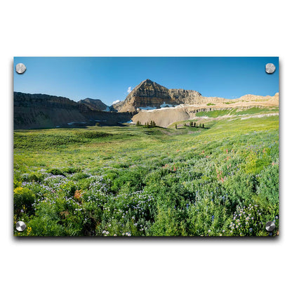 A photo of the fields through the basiuns at Mt Timpanogos. White and yellow flowers bloom all around. Printed on acrylic.