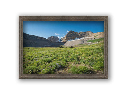 A photo of the fields through the basiuns at Mt Timpanogos. White and yellow flowers bloom all around. Printed on canvas and framed.