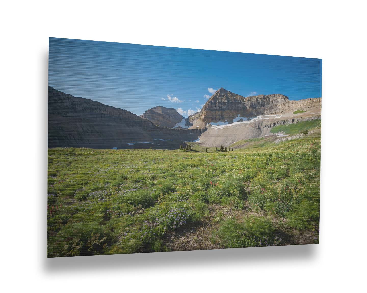 A photo of the fields through the basiuns at Mt Timpanogos. White and yellow flowers bloom all around. Printed on metal.