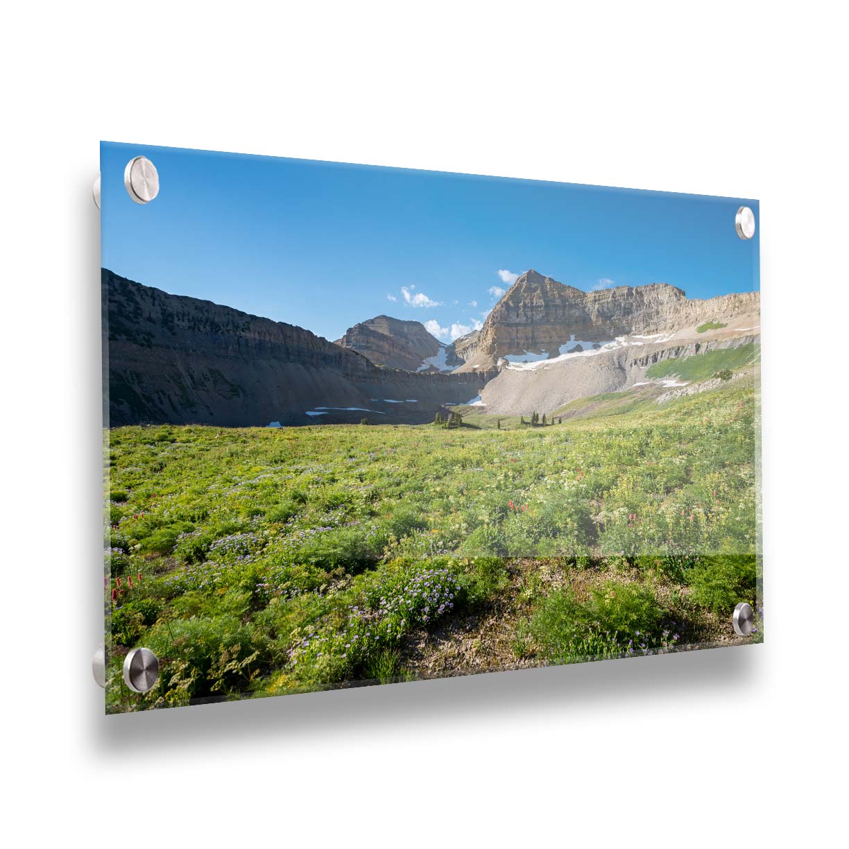 A photo of the fields through the basiuns at Mt Timpanogos. White and yellow flowers bloom all around. Printed on acrylic.