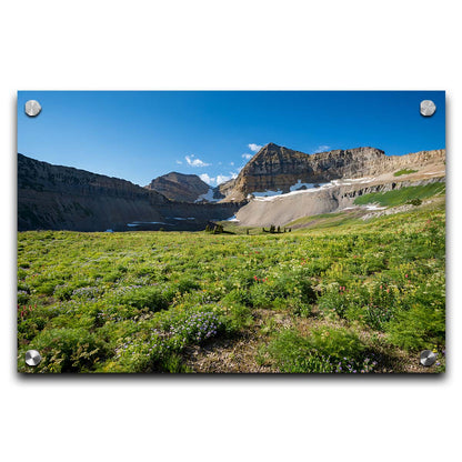 A photo of the fields through the basiuns at Mt Timpanogos. White and yellow flowers bloom all around. Printed on acrylic.