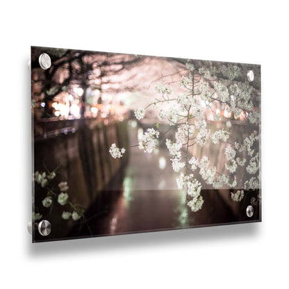 A closeup photo of a branch of cherry blossoms, hanging over the Meguro River. Out of focus in the background, the river reflects twinkles of the city lights. Printed on acrylic.