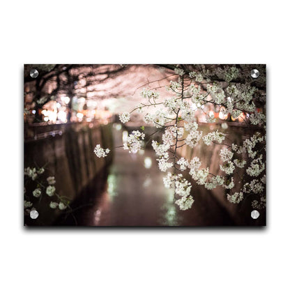 A closeup photo of a branch of cherry blossoms, hanging over the Meguro River. Out of focus in the background, the river reflects twinkles of the city lights. Printed on acrylic.