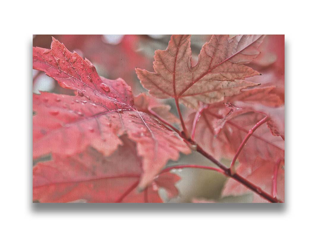 A closeup photo of some red leaves, waiting to fall off for winter. Printed on canvas.