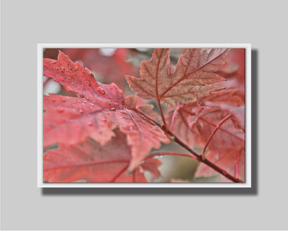 A closeup photo of some red leaves, waiting to fall off for winter. Printed on canvas in a float frame.