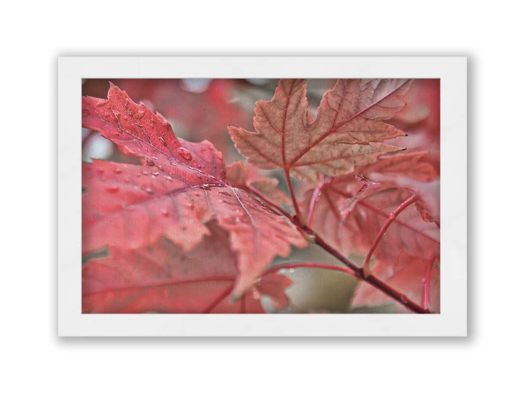 A closeup photo of some red leaves, waiting to fall off for winter. Printed on canvas and framed.