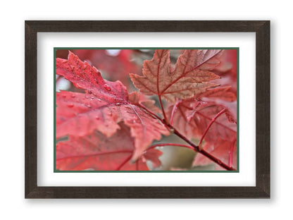 A closeup photo of some red leaves, waiting to fall off for winter. Printed on paper, matted, and framed.