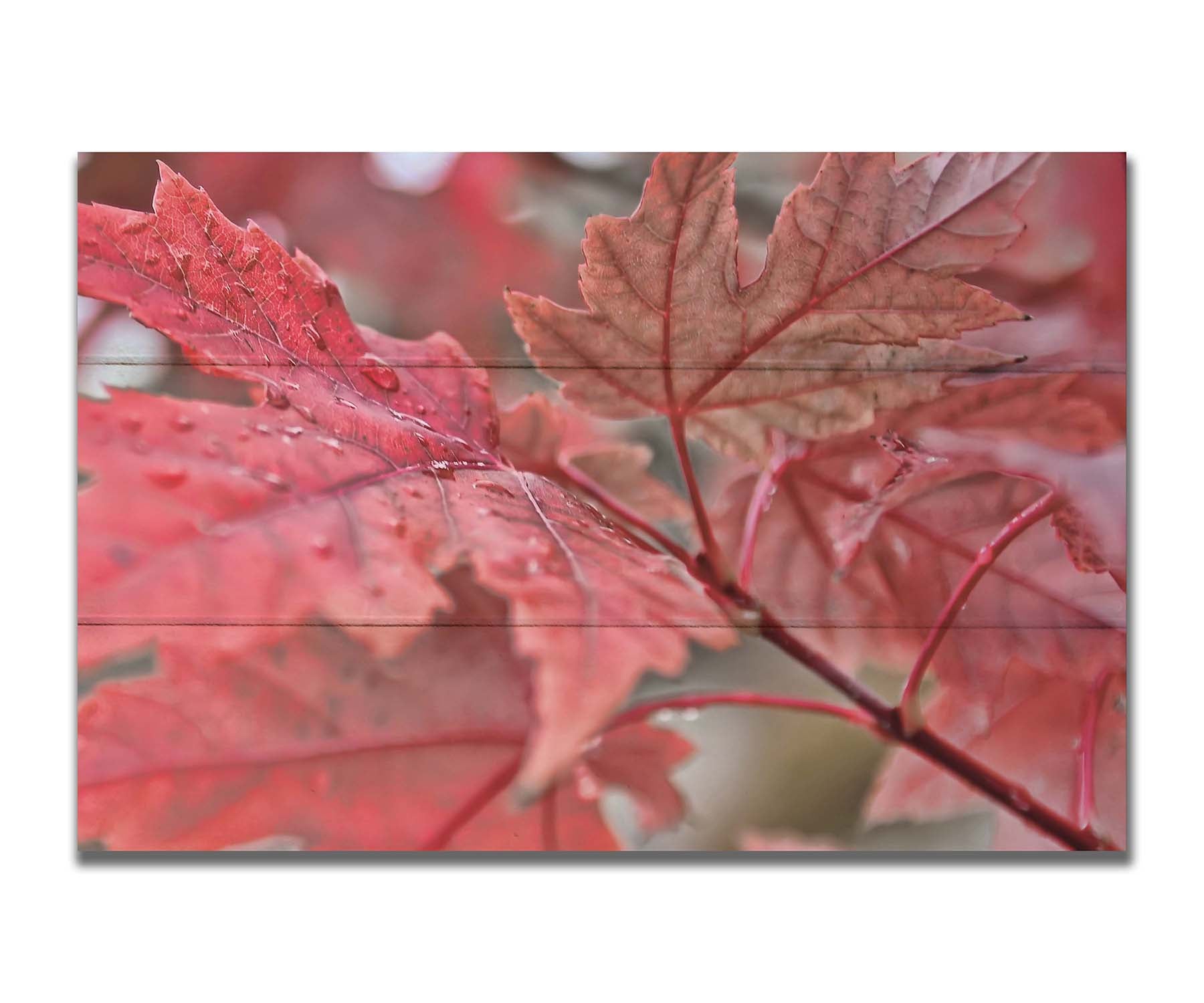 A closeup photo of some red leaves, waiting to fall off for winter. Printed on a box board.