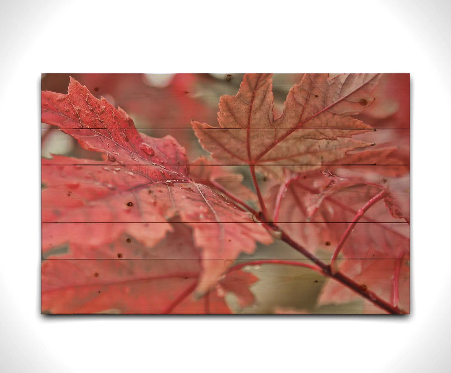 A closeup photo of some red leaves, waiting to fall off for winter. Printed on a wood pallet.