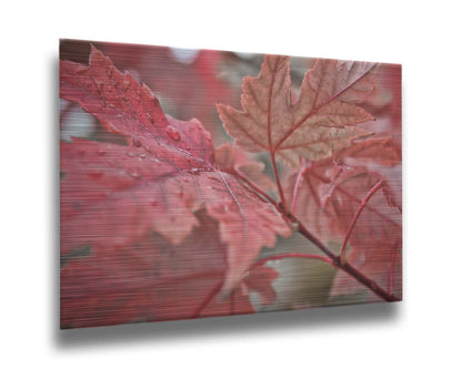 A closeup photo of some red leaves, waiting to fall off for winter. Printed on metal.