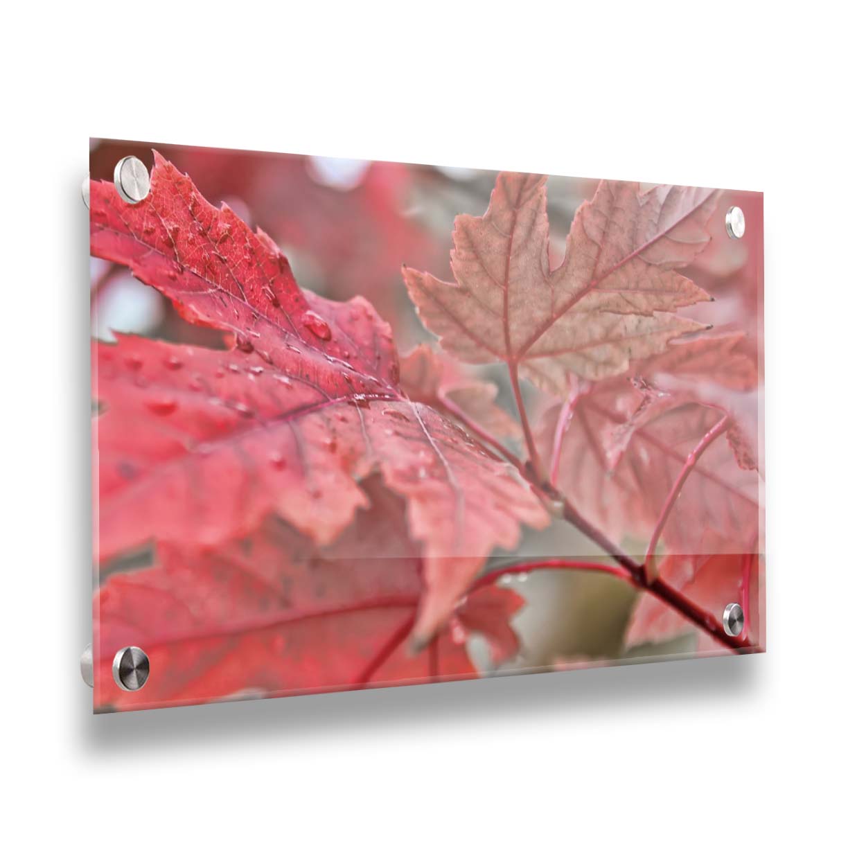 A closeup photo of some red leaves, waiting to fall off for winter. Printed on acrylic.