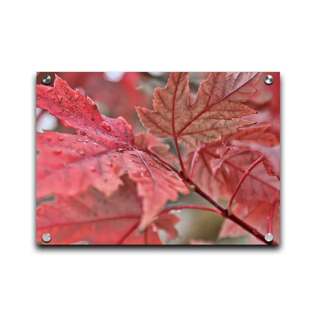 A closeup photo of some red leaves, waiting to fall off for winter. Printed on acrylic.