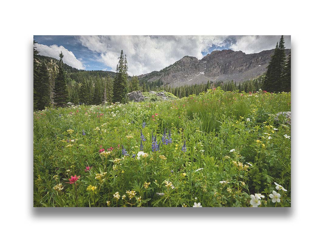 A photo of the Albion Basin wildflowers at Cecret Lake, Utah. They are blooming in white, yellow, purple, and pink while surrounded by dark evergreens with mountains in the distance. Printed on canvas.