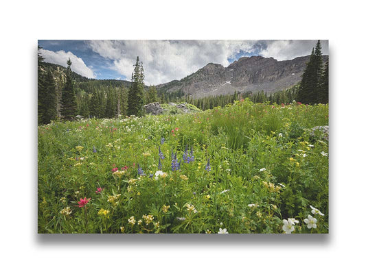 A photo of the Albion Basin wildflowers at Cecret Lake, Utah. They are blooming in white, yellow, purple, and pink while surrounded by dark evergreens with mountains in the distance. Printed on canvas.