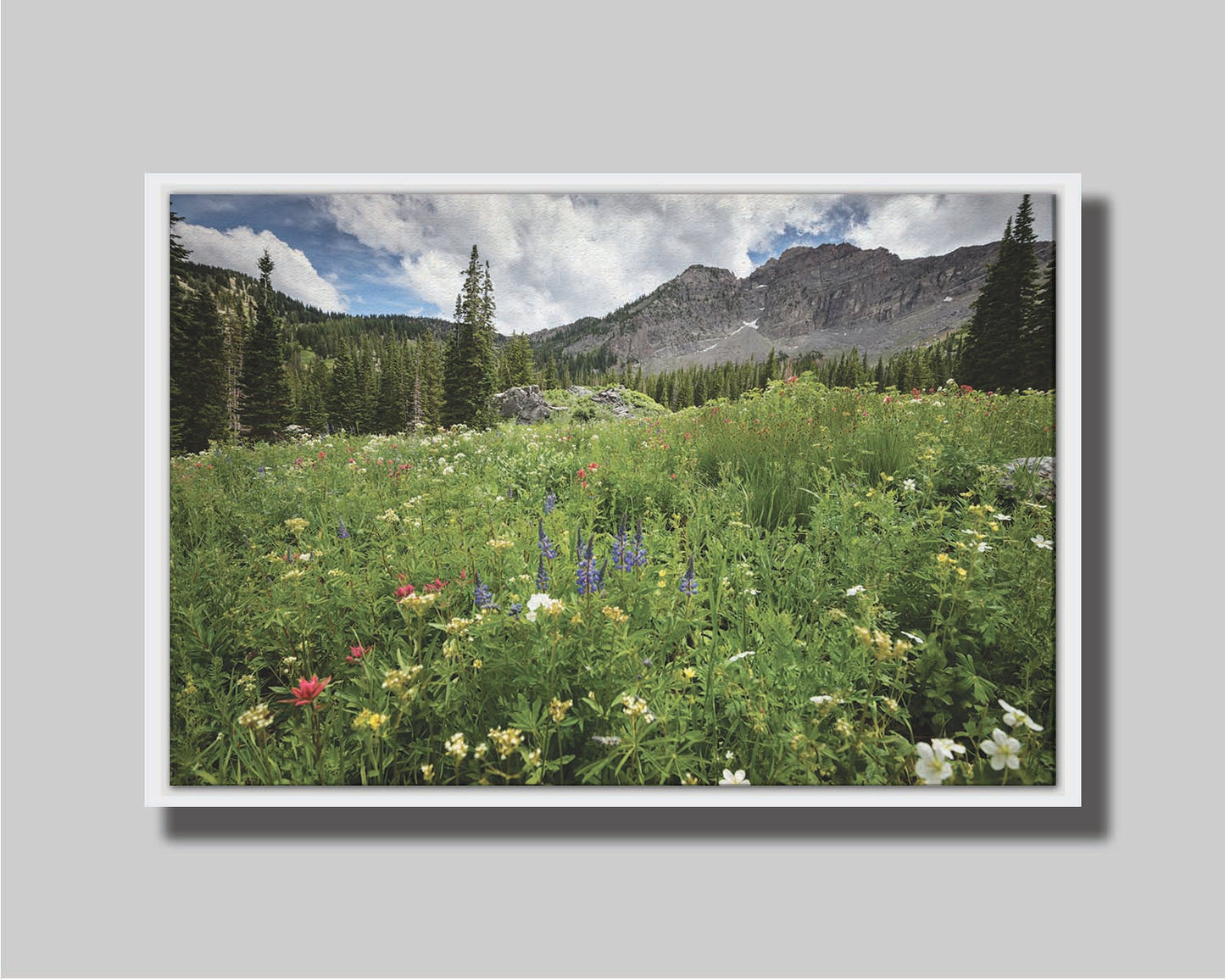 A photo of the Albion Basin wildflowers at Cecret Lake, Utah. They are blooming in white, yellow, purple, and pink while surrounded by dark evergreens with mountains in the distance. Printed on canvas in a float frame.