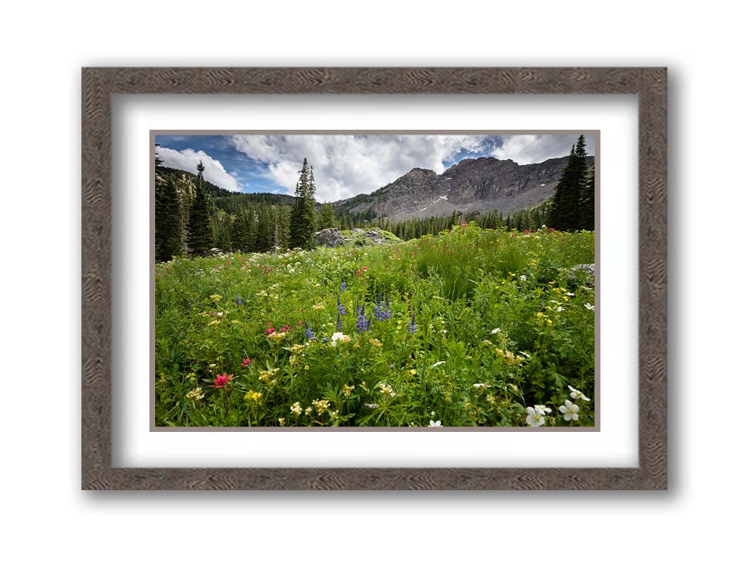 A photo of the Albion Basin wildflowers at Cecret Lake, Utah. They are blooming in white, yellow, purple, and pink while surrounded by dark evergreens with mountains in the distance. Printed on paper, matted, and framed.