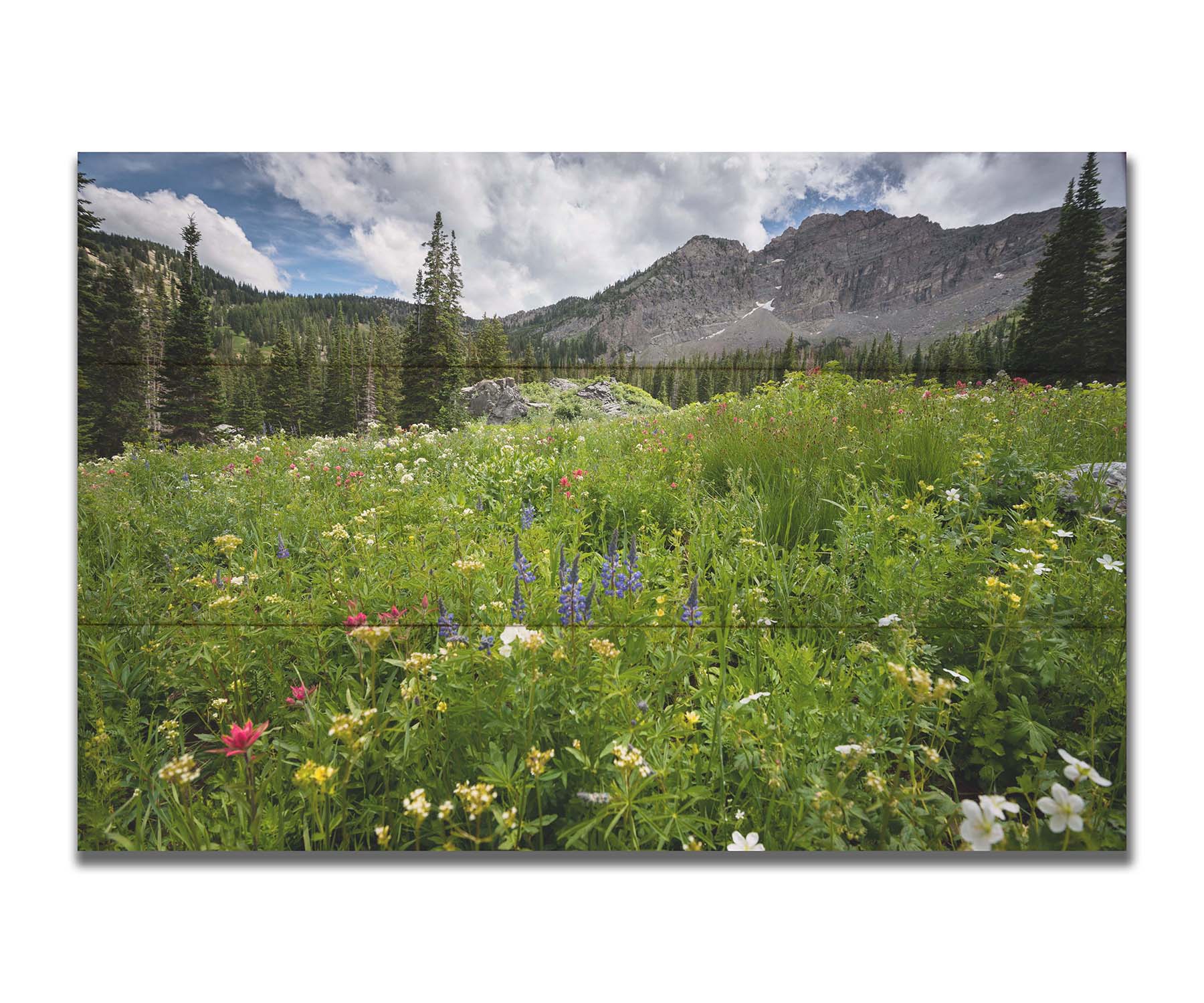 A photo of the Albion Basin wildflowers at Cecret Lake, Utah. They are blooming in white, yellow, purple, and pink while surrounded by dark evergreens with mountains in the distance. Printed on a box board.