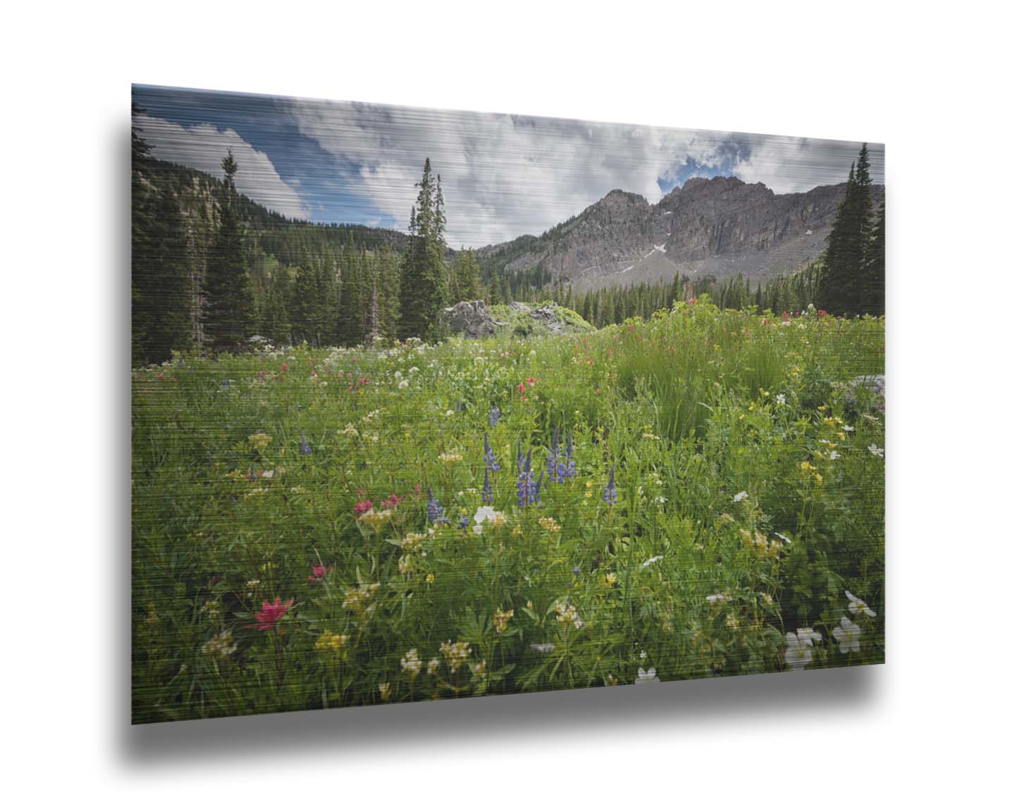 A photo of the Albion Basin wildflowers at Cecret Lake, Utah. They are blooming in white, yellow, purple, and pink while surrounded by dark evergreens with mountains in the distance. Printed on metal.