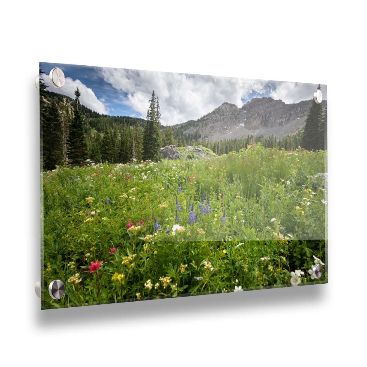 A photo of the Albion Basin wildflowers at Cecret Lake, Utah. They are blooming in white, yellow, purple, and pink while surrounded by dark evergreens with mountains in the distance. Printed on acrylic.