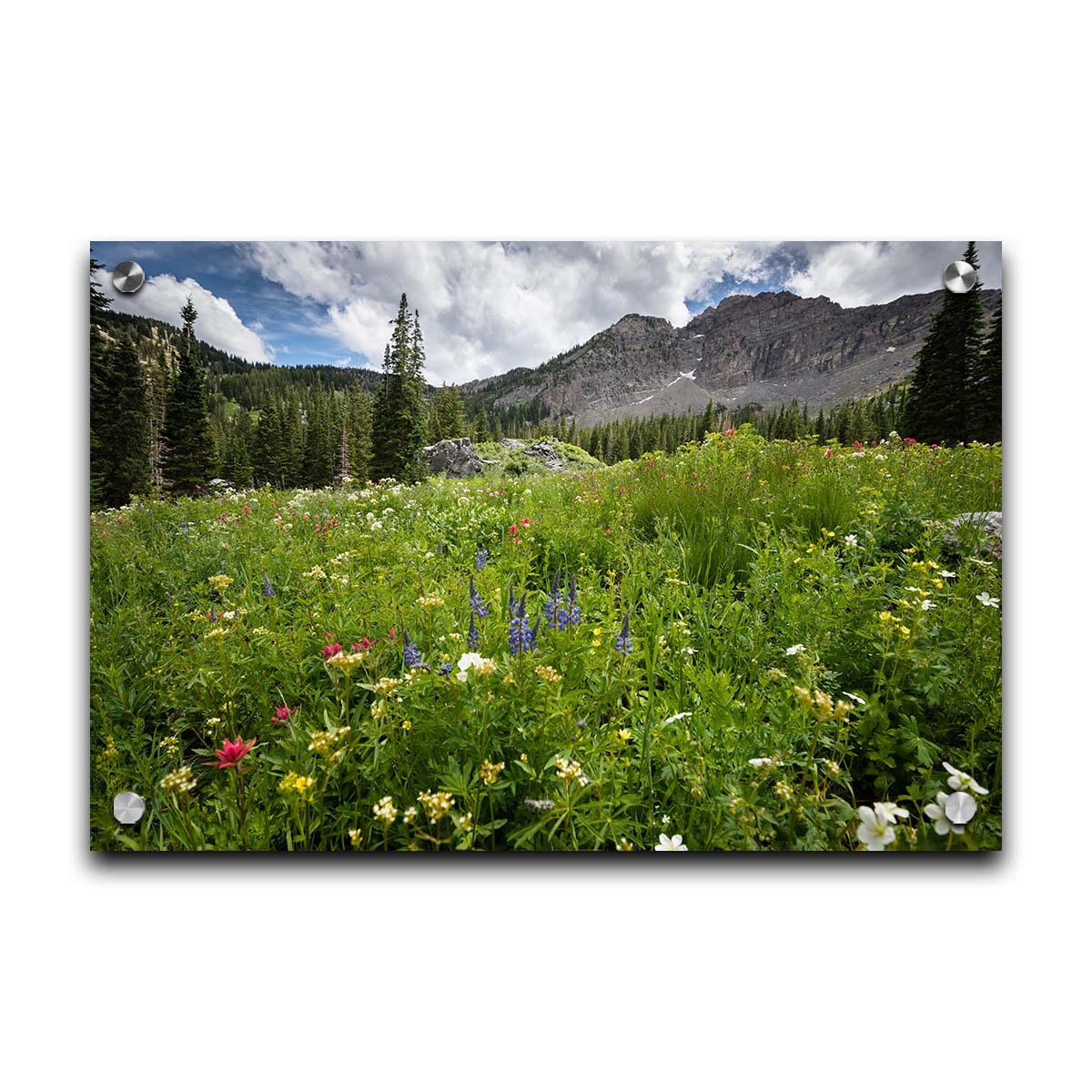 A photo of the Albion Basin wildflowers at Cecret Lake, Utah. They are blooming in white, yellow, purple, and pink while surrounded by dark evergreens with mountains in the distance. Printed on acrylic.