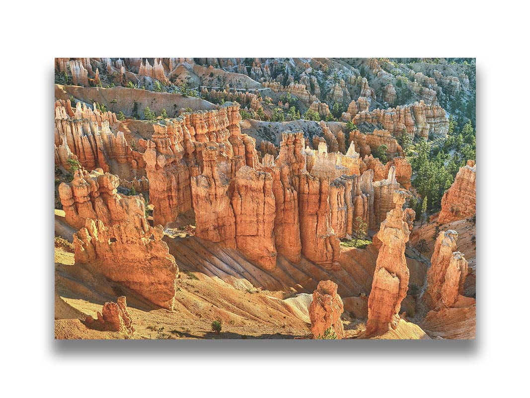 A photo of towering sandstone pillars along the Navajo Loop trail at Bryce Canyon National Park in Utah. The orange and yellow stone is contrasted by bursts of evergreens scattered throughout the walls of stone. Printed on canvas.