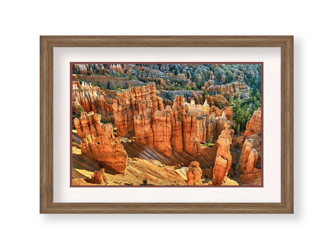 A photo of towering sandstone pillars along the Navajo Loop trail at Bryce Canyon National Park in Utah. The orange and yellow stone is contrasted by bursts of evergreens scattered throughout the walls of stone. Printed on paper, matted, and framed.