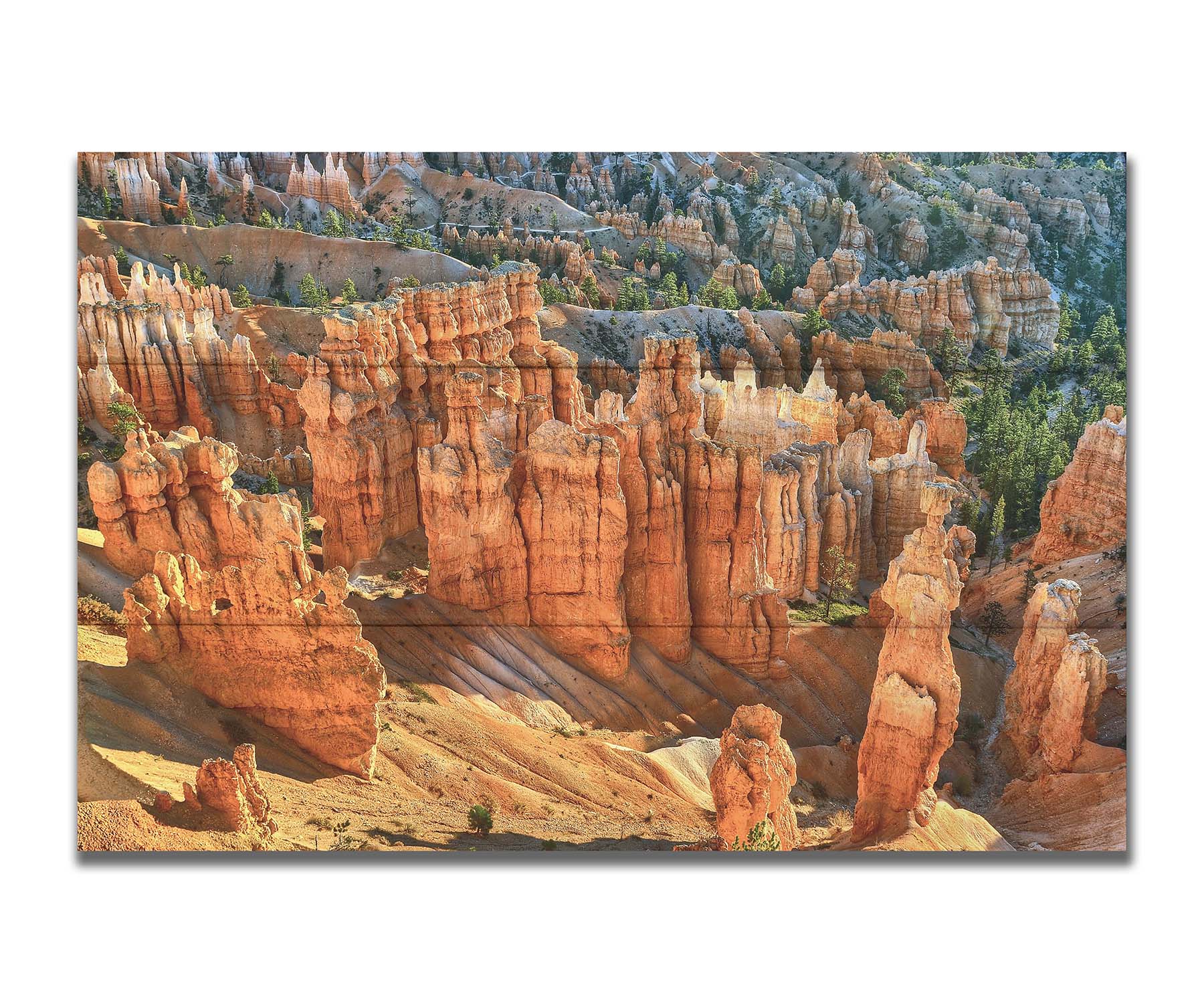 A photo of towering sandstone pillars along the Navajo Loop trail at Bryce Canyon National Park in Utah. The orange and yellow stone is contrasted by bursts of evergreens scattered throughout the walls of stone. Printed on a box board.