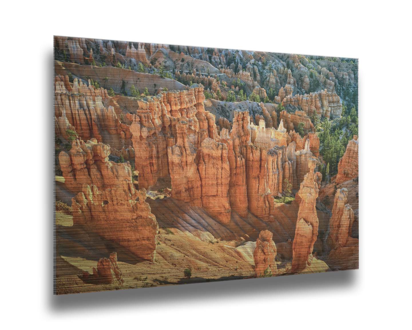 A photo of towering sandstone pillars along the Navajo Loop trail at Bryce Canyon National Park in Utah. The orange and yellow stone is contrasted by bursts of evergreens scattered throughout the walls of stone. Printed on metal.