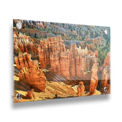 A photo of towering sandstone pillars along the Navajo Loop trail at Bryce Canyon National Park in Utah. The orange and yellow stone is contrasted by bursts of evergreens scattered throughout the walls of stone. Printed on acrylic.