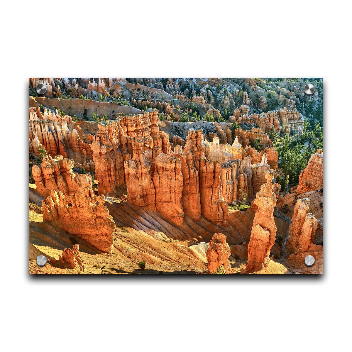 A photo of towering sandstone pillars along the Navajo Loop trail at Bryce Canyon National Park in Utah. The orange and yellow stone is contrasted by bursts of evergreens scattered throughout the walls of stone. Printed on acrylic.